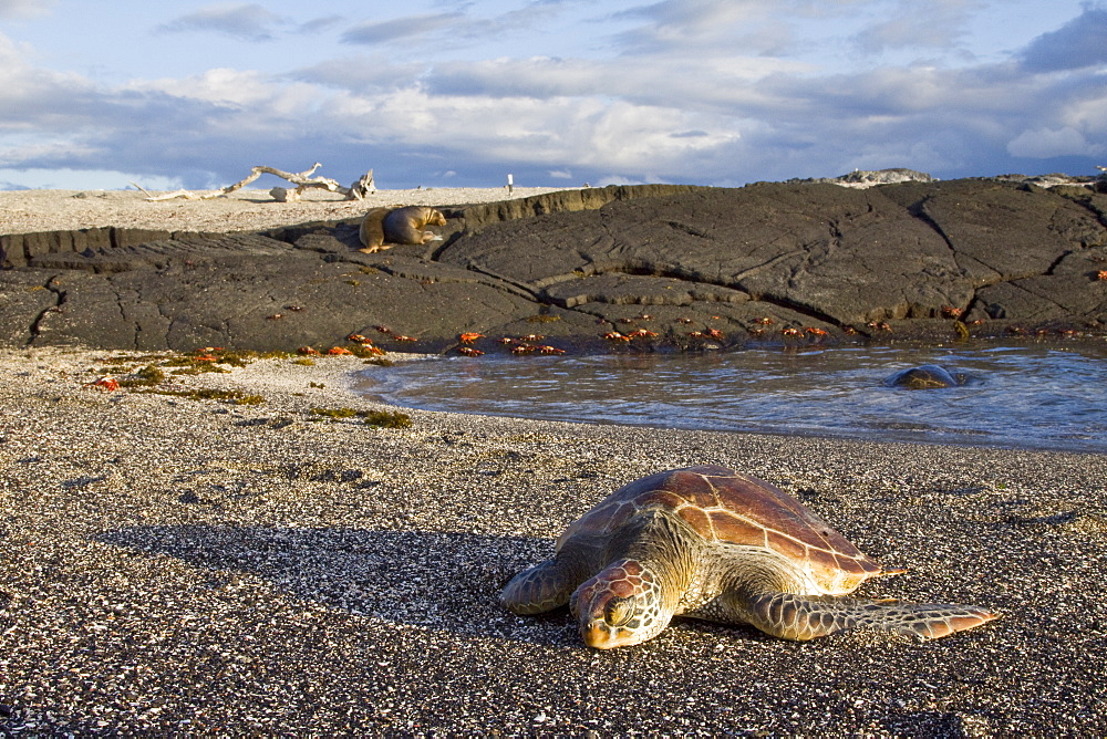 Young green sea turtle (Chelonia mydas agassizii) hauled out on the beach in the waters surrounding the Galapagos Island Archipeligo, Ecuador. Pacific Ocean.