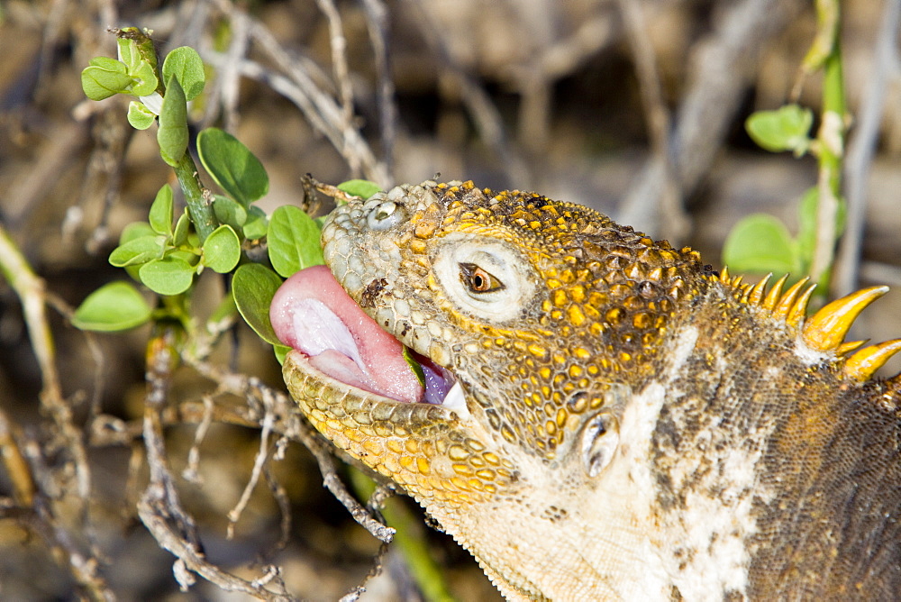 The very colorful Galapagos land iguana (Conolophus subcristatus) in the Galapagos Island Archipeligo, Ecuador. This large land iguana is endemic to the Galapagos Islands.