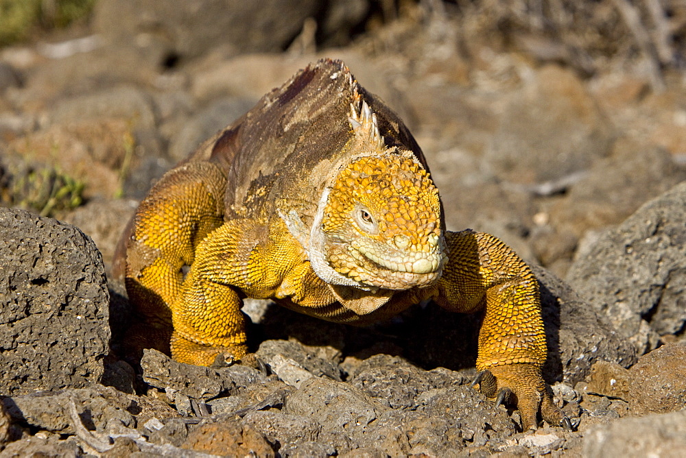 The very colorful Galapagos land iguana (Conolophus subcristatus) in the Galapagos Island Archipeligo, Ecuador. This large land iguana is endemic to the Galapagos Islands.