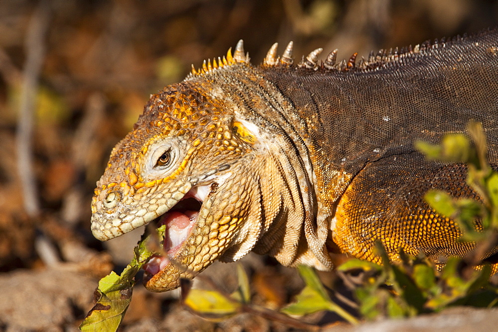 The very colorful Galapagos land iguana (Conolophus subcristatus) in the Galapagos Island Archipeligo, Ecuador. MORE INFO: This large land iguana is endemic to the Galapagos Islands.