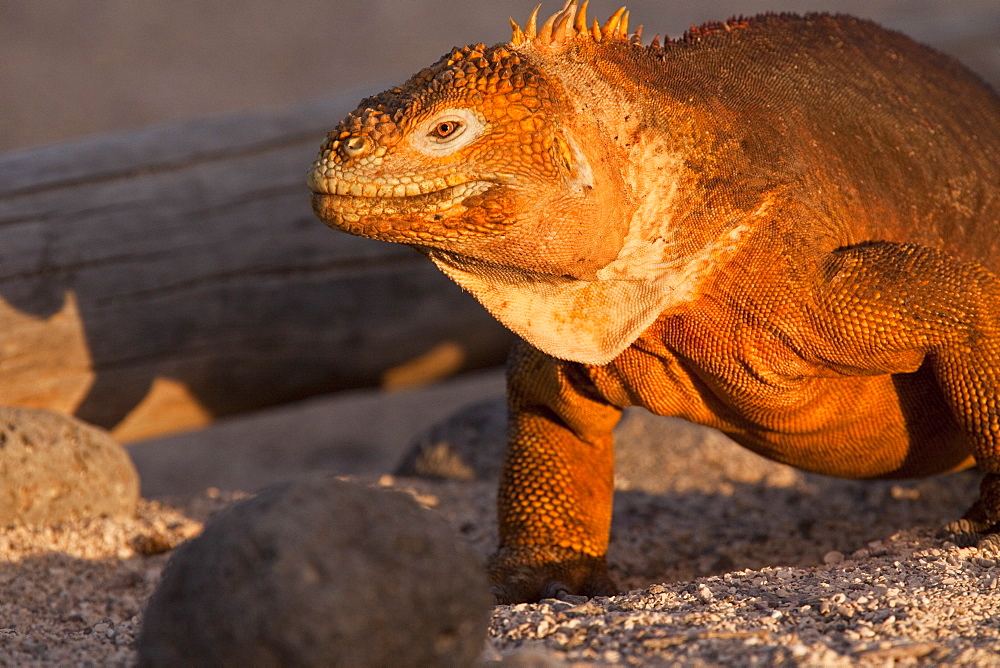 The very colorful Galapagos land iguana (Conolophus subcristatus) in the Galapagos Island Archipeligo, Ecuador. MORE INFO: This large land iguana is endemic to the Galapagos Islands.