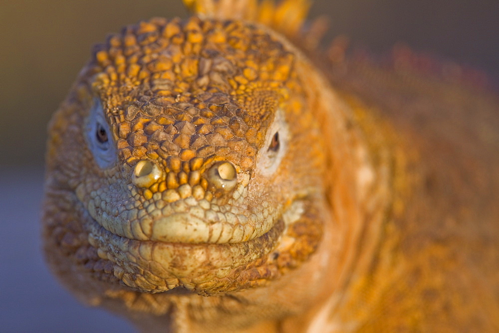 The very colorful Galapagos land iguana (Conolophus subcristatus) in the Galapagos Island Archipeligo, Ecuador. This large land iguana is endemic to the Galapagos Islands.