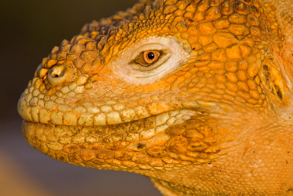 The very colorful Galapagos land iguana (Conolophus subcristatus) in the Galapagos Island Archipeligo, Ecuador. This large land iguana is endemic to the Galapagos Islands.