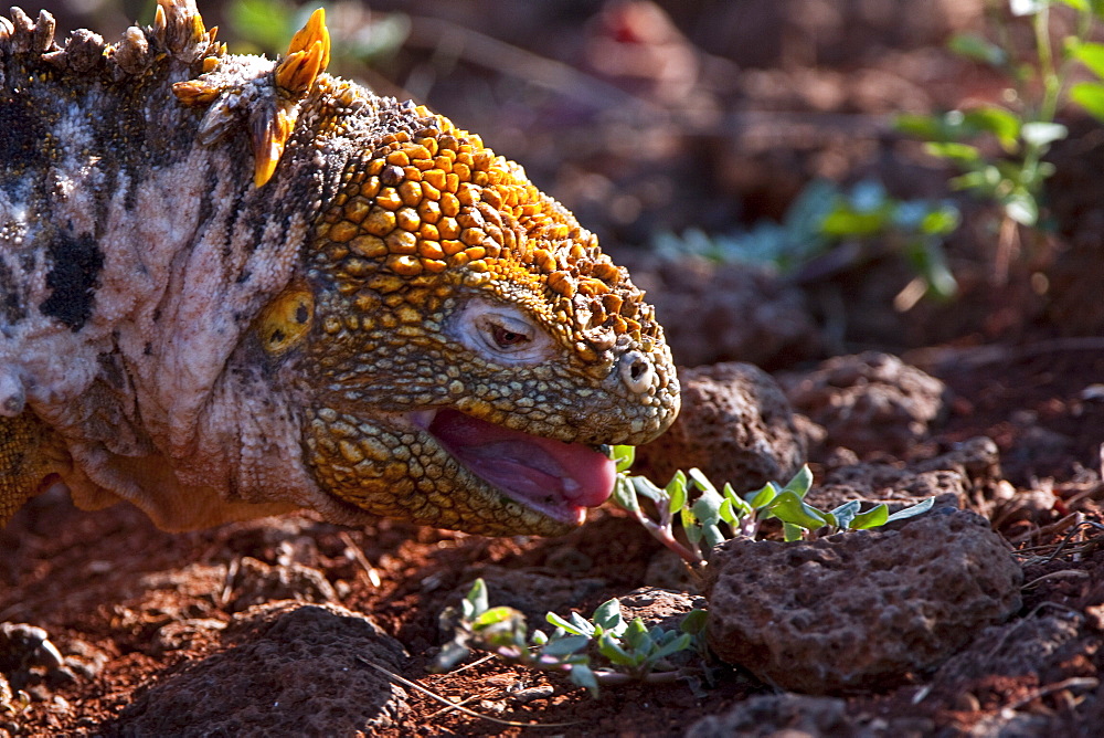 The very colorful Galapagos land iguana (Conolophus subcristatus) in the Galapagos Island Archipeligo, Ecuador. MORE INFO: This large land iguana is endemic to the Galapagos Islands.