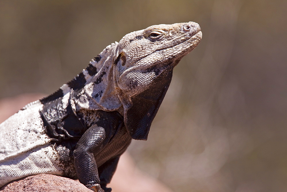 San Esteban spiny-tailed iguana (Ctenosaura conspicuosa), an endemic iguana found only on Isla San Esteban in the Gulf of California (Sea of Cortez), Mexico