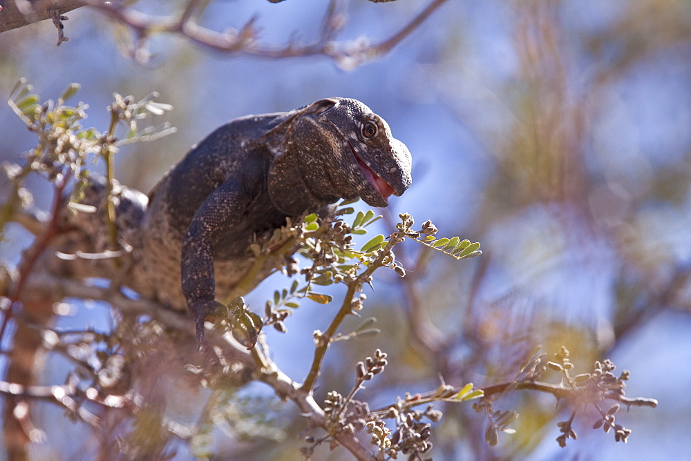 San Esteban spiny-tailed iguana (Ctenosaura conspicuosa), an endemic iguana found only on Isla San Esteban in the Gulf of California (Sea of Cortez), Mexico