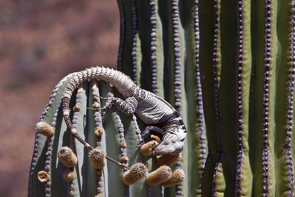 San Esteban spiny-tailed iguana (Ctenosaura conspicuosa), an endemic iguana found only on Isla San Esteban in the Gulf of California (Sea of Cortez), Mexico