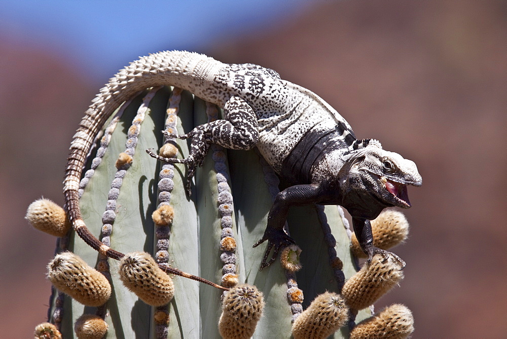 San Esteban spiny-tailed iguana (Ctenosaura conspicuosa), an endemic iguana found only on Isla San Esteban in the Gulf of California (Sea of Cortez), Mexico