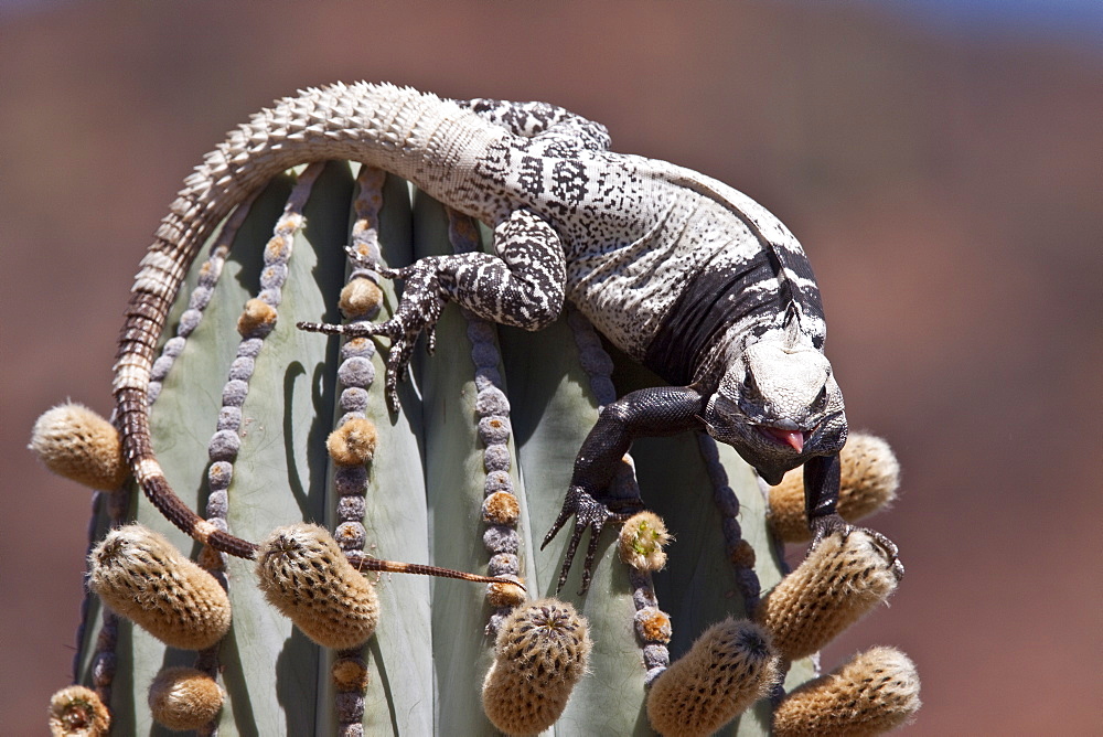 San Esteban spiny-tailed iguana (Ctenosaura conspicuosa), an endemic iguana found only on Isla San Esteban in the Gulf of California (Sea of Cortez), Mexico