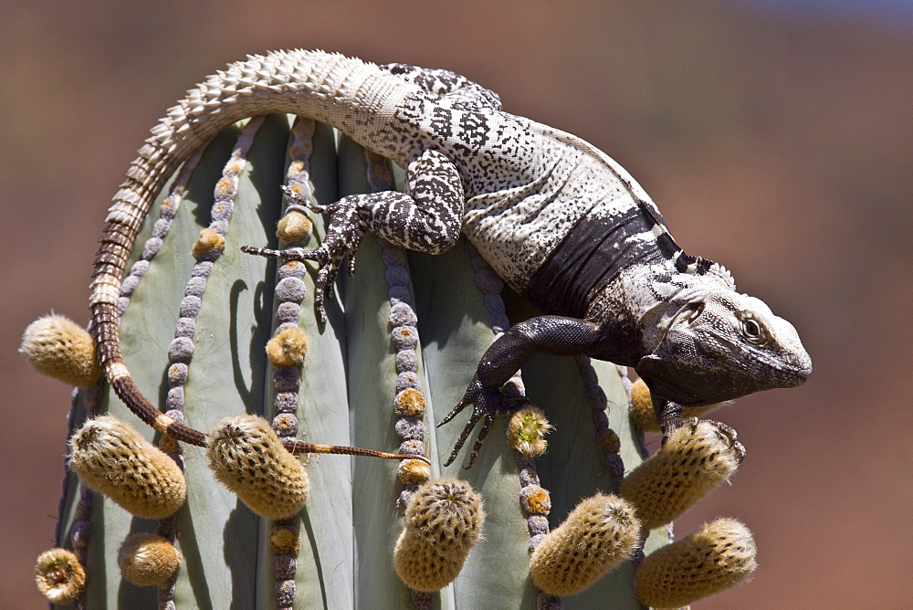 San Esteban spiny-tailed iguana (Ctenosaura conspicuosa), an endemic iguana found only on Isla San Esteban in the Gulf of California (Sea of Cortez), Mexico