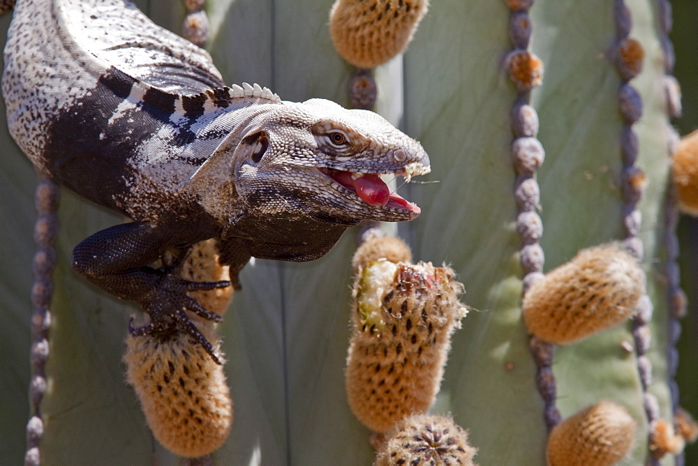 San Esteban spiny-tailed iguana (Ctenosaura conspicuosa), an endemic iguana found only on Isla San Esteban in the Gulf of California (Sea of Cortez), Mexico