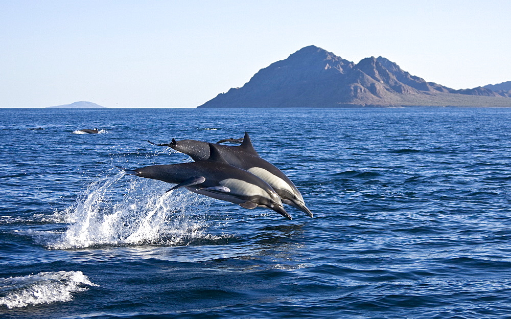 Long-beaked Common Dolphin pod (Delphinus capensis) encountered off Isla Danzante in the southern Gulf of California (Sea of Cortez), Baja California Sur, Mexico.