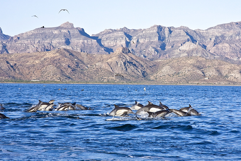 Long-beaked Common Dolphin pod (Delphinus capensis) encountered off Isla Danzante in the southern Gulf of California (Sea of Cortez), Baja California Sur, Mexico.