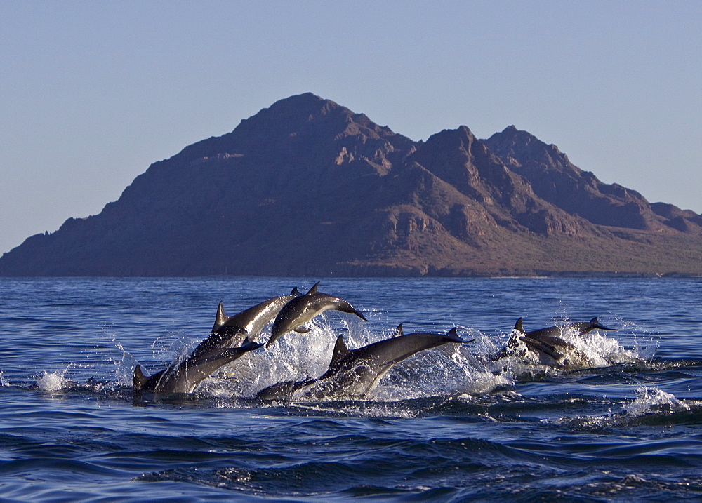 Long-beaked Common Dolphin pod (Delphinus capensis) encountered off Isla Danzante in the southern Gulf of California (Sea of Cortez), Baja California Sur, Mexico.