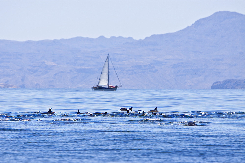 Long-beaked Common Dolphin pod (Delphinus capensis) encountered near sailboat traveling off Isla Danzante in the southern Gulf of California (Sea of Cortez), Baja California Sur, Mexico.