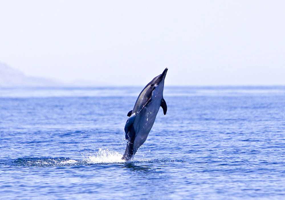 Long-beaked Common Dolphin pod (Delphinus capensis) encountered off Isla Danzante in the southern Gulf of California (Sea of Cortez), Baja California Sur, Mexico.