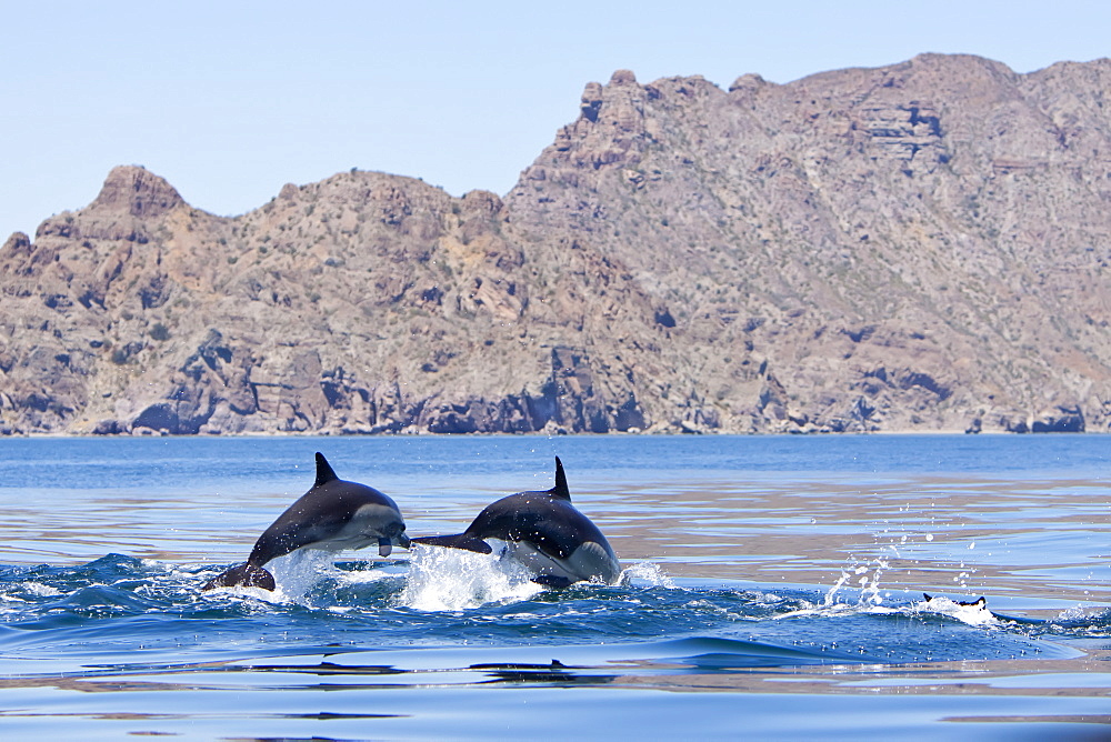 Long-beaked Common Dolphin pod (Delphinus capensis) encountered traveling off Isla Danzante in the southern Gulf of California (Sea of Cortez), Baja California Sur, Mexico.