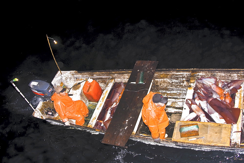 Night fishery for Humbolt Squid (Dosidicus gigas) in the Gulf of California (Sea of Cortez) waters just outside Santa Rosalia, Baja California Sur, Mexico