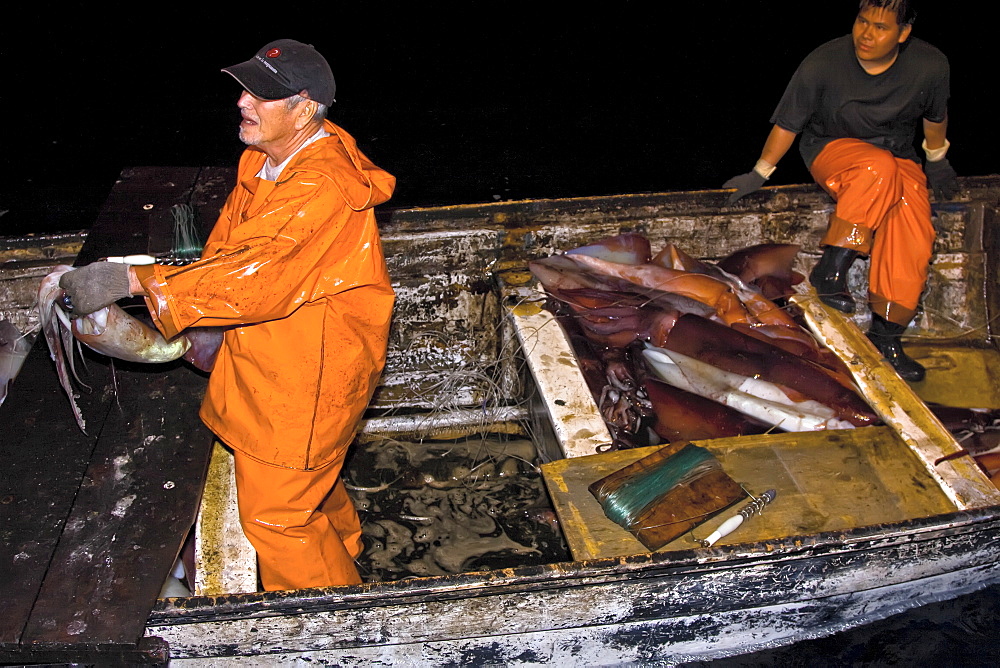 Night fishery for Humbolt Squid (Dosidicus gigas) in the Gulf of California (Sea of Cortez) waters just outside Santa Rosalia, Baja California Sur, Mexico