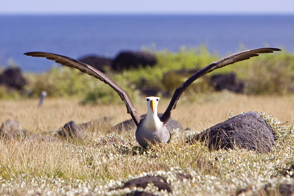 Adult waved albatross (Diomedea irrorata) taking flight at breeding colony on Espanola Island in the Galapagos Island Archipelago, Ecuador. Pacific Ocean