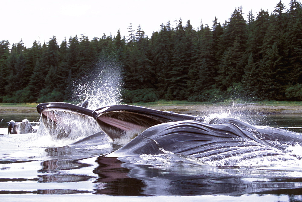 Adult Humpback Whales (Megaptera novaeangliae) cooperatively "bubble-net" feeding in Chatham Strait, Southeast Alaska, USA.