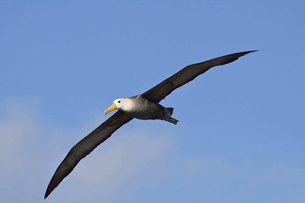 Adult waved albatross (Diomedea irrorata) taking flight at breeding colony on Espanola Island in the Galapagos Island Archipelago, Ecuador. Pacific Ocean