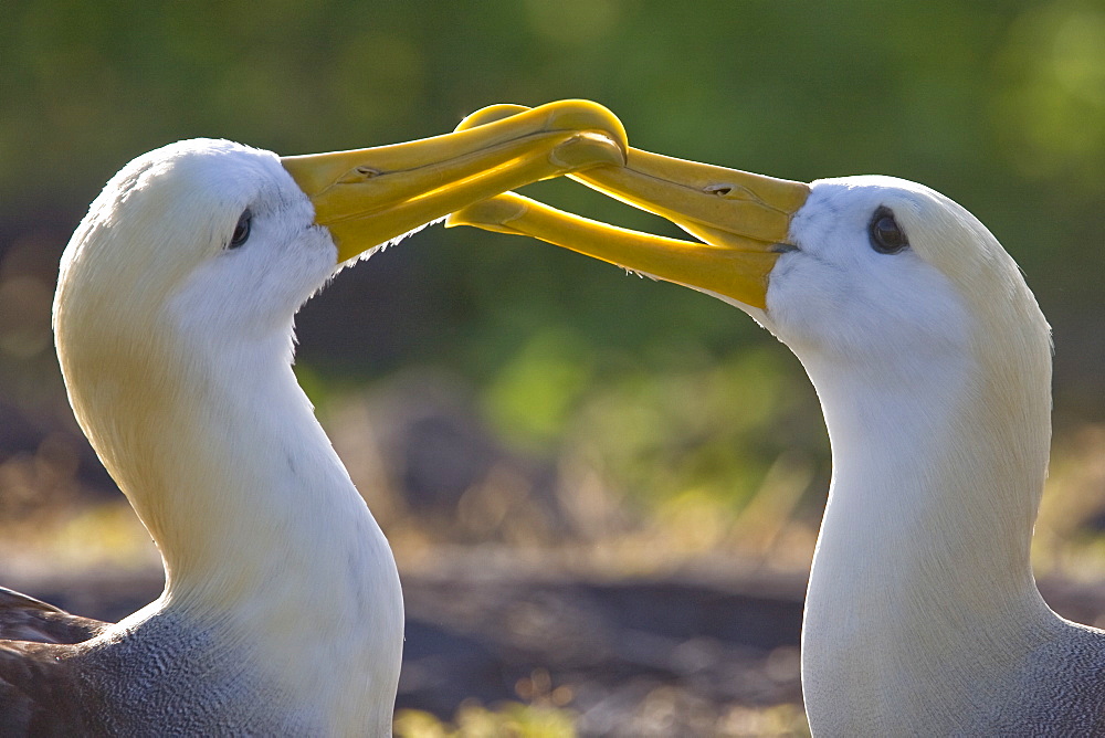 Adult waved albatross (Diomedea irrorata) at breeding colony on Espanola Island in the Galapagos Island Archipelago, Ecuador