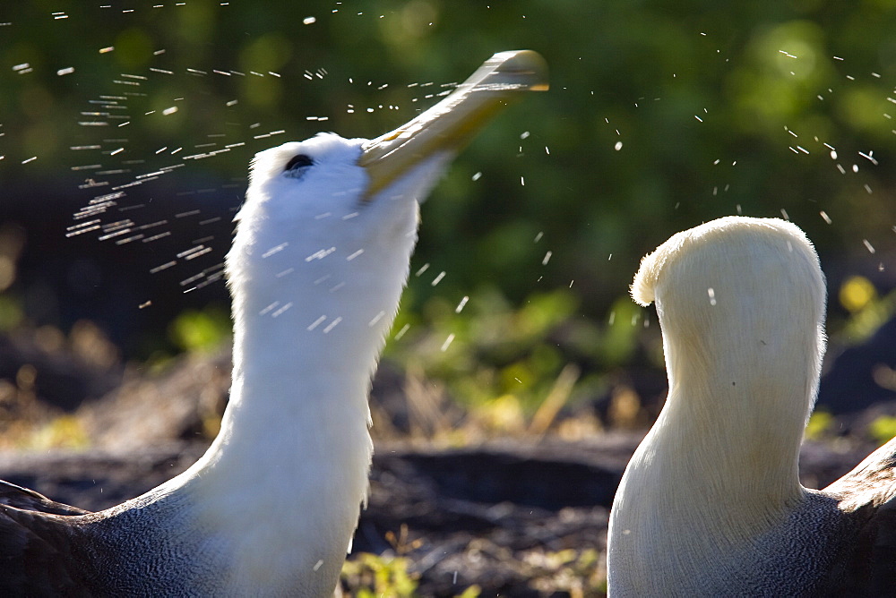 Adult waved albatross (Diomedea irrorata) at breeding colony on Espanola Island in the Galapagos Island Archipelago, Ecuador