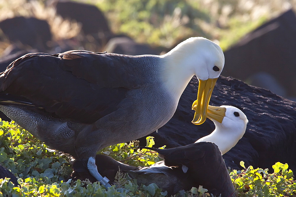 Adult waved albatross (Diomedea irrorata) courtship display at breeding colony on Espanola Island in the Galapagos Island Archipelago, Ecuador. Pacific Ocean