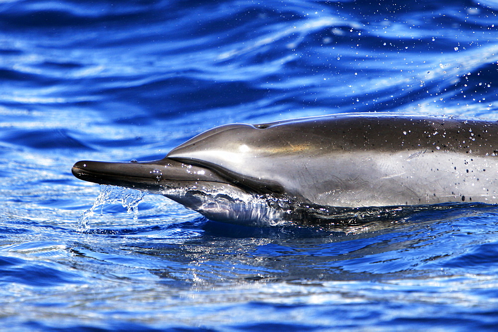 Hawaiian Spinner Dolphin (Stenella longirostris) surfacing in the AuAu Channel off the coast of Maui, HAwaii, USA. Pacific Ocean.
(Resolution Restricted - pls contact us)