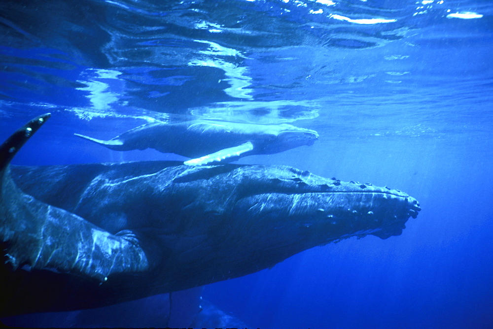 Mother and calf Humpback Whale (Megaptera novaeangliae) underwater in the AuAu Channel off Maui, Hawaii, USA.
(Resolution Restricted - pls contact us)