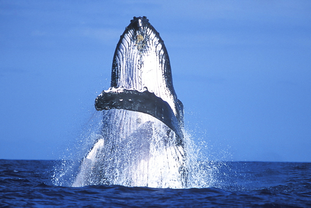 Adult Humpback Whale (Megaptera novaeangliae) breaching in the AuAu Channel between Maui and Lanai in Hawaii, USA. Pacific Ocean.