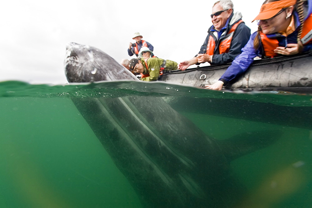 California Gray Whale (Eschrichtius robustus) underwater in San Ignacio Lagoon on the Pacific side of the Baja Peninsula, Baja California Sur, Mexico