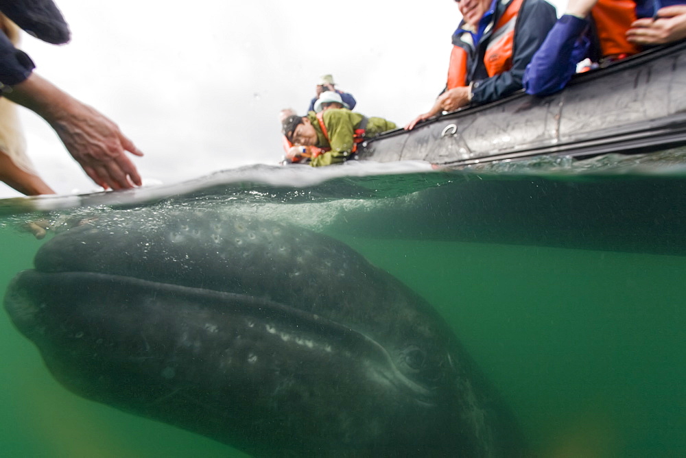 California Gray Whale (Eschrichtius robustus) underwater in San Ignacio Lagoon on the Pacific side of the Baja Peninsula, Baja California Sur, Mexico