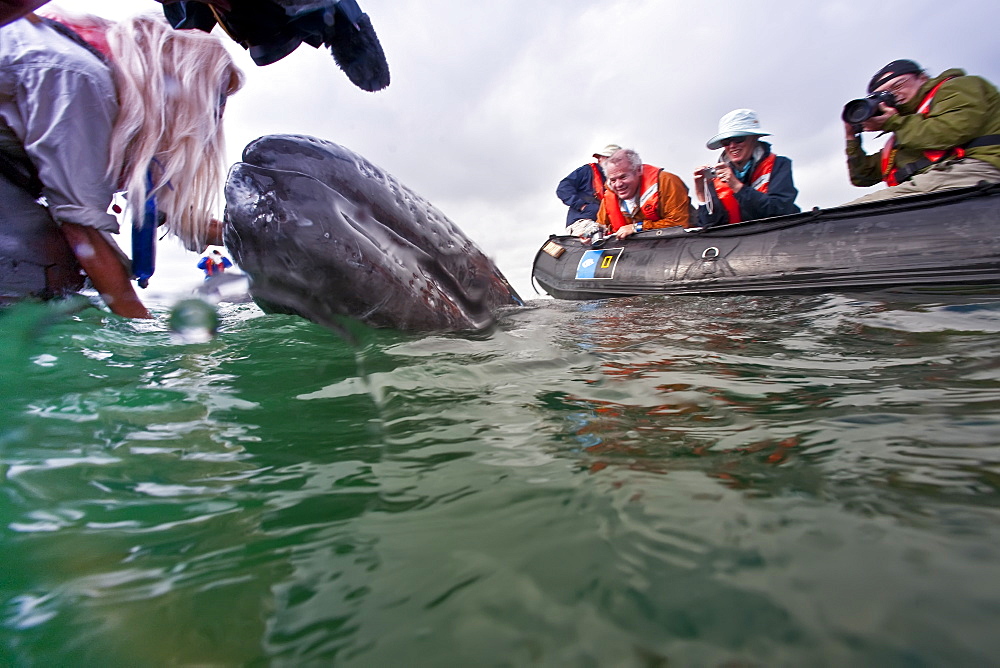 California Gray Whale (Eschrichtius robustus) underwater in San Ignacio Lagoon, Baja California Sur, Mexico