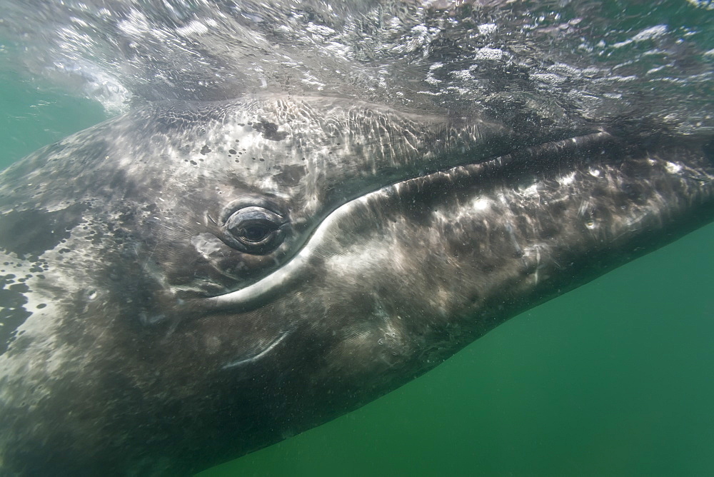 California Gray Whale (Eschrichtius robustus) underwater in San Ignacio Lagoon, Baja California Sur, Mexico