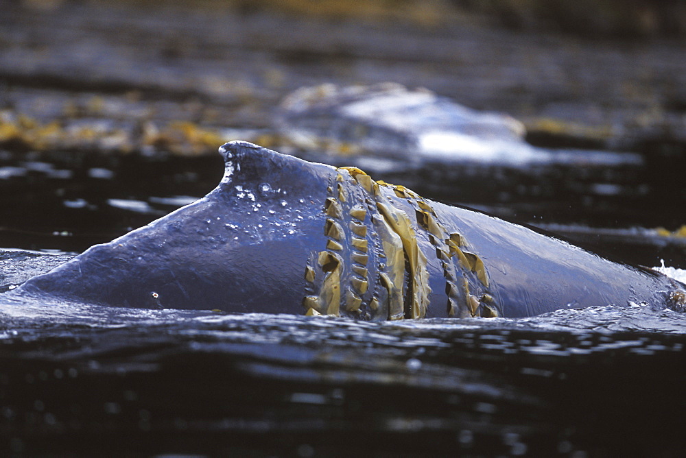 Humpback Whale (Megaptera novaeangliae) mother rubbing in kelp off Admiralty Island, Chatham Strait, Southeast Alaska, USA. Pacific Ocean.