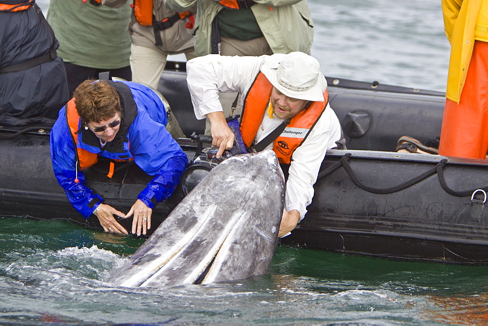 California Gray Whale (Eschrichtius robustus) in San Ignacio Lagoon on the Pacific side of the Baja Peninsula, Baja California Sur, Mexico