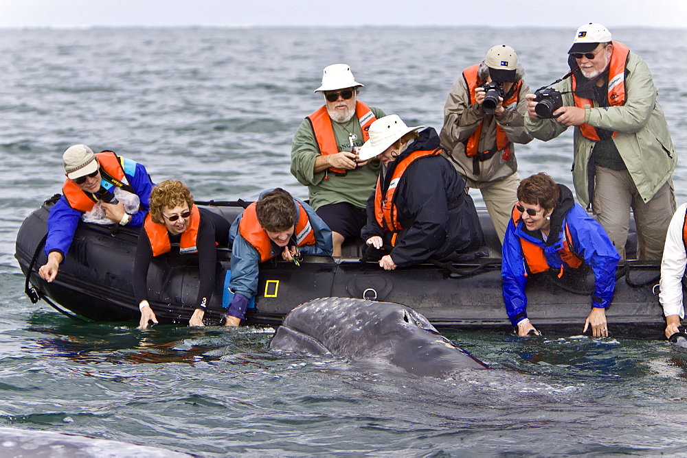 California Gray Whale (Eschrichtius robustus) with excited whale watchers in San Ignacio Lagoon, Baja Peninsula, Baja California Sur, Mexico