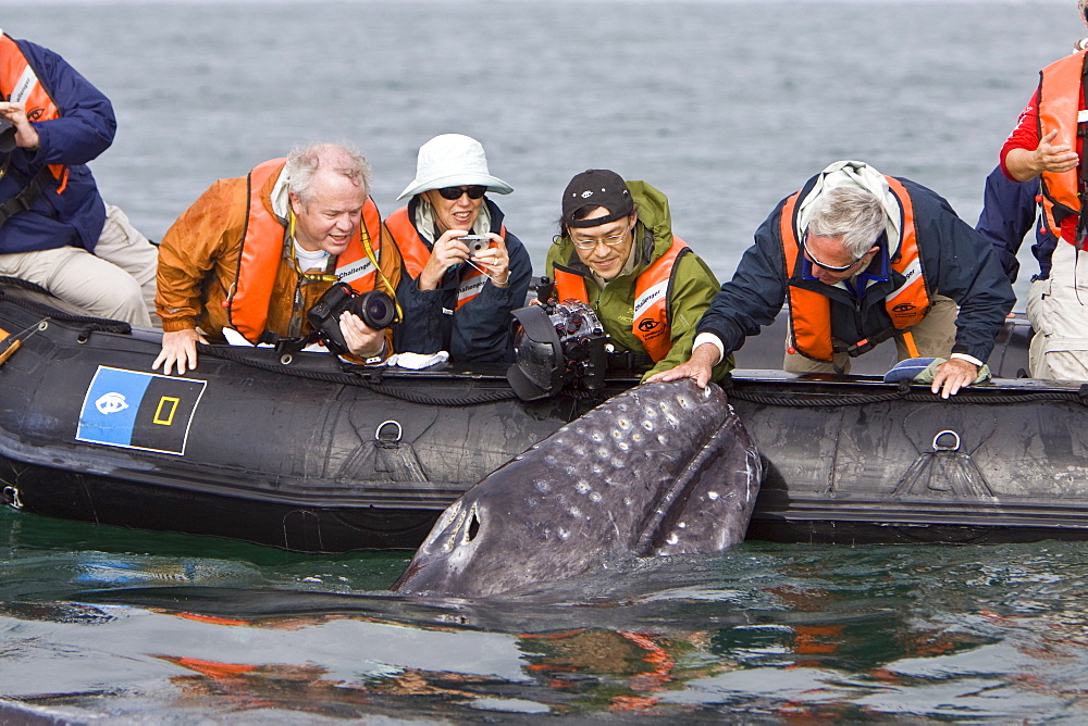 California Gray Whale (Eschrichtius robustus) in San Ignacio Lagoon on the Pacific side of the Baja Peninsula, Baja California Sur, Mexico