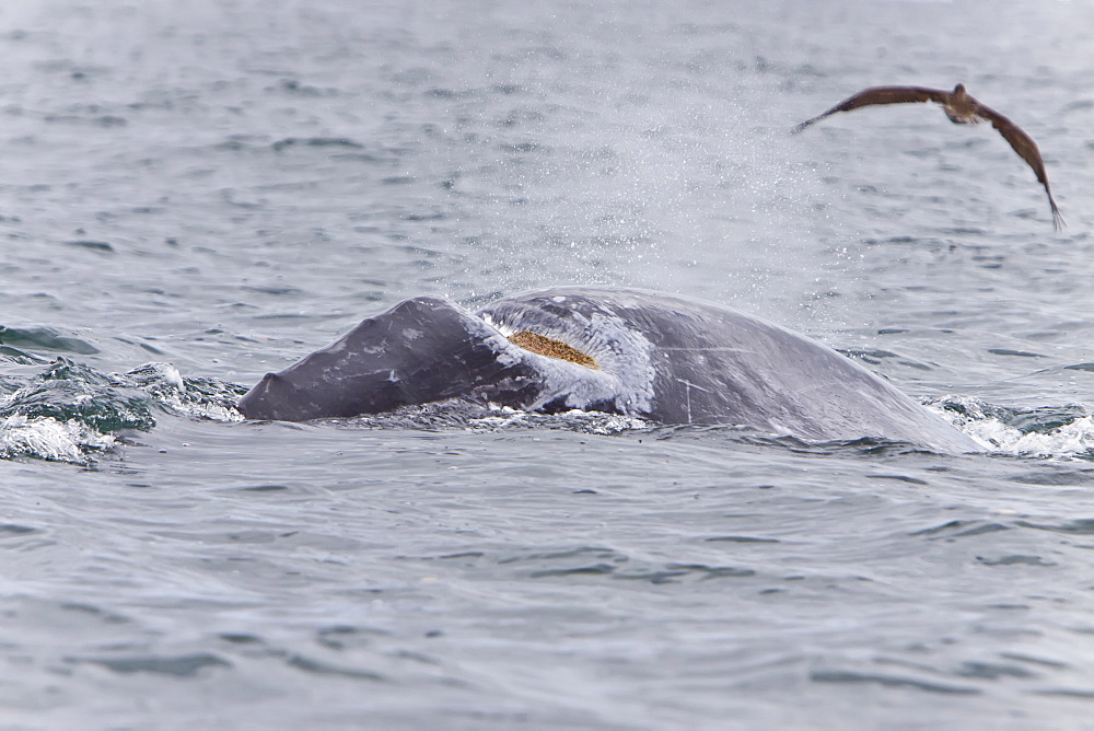 California Gray Whale (Eschrichtius robustus) with huge wound in San Ignacio Lagoon, Baja Peninsula, Baja California Sur, Mexico