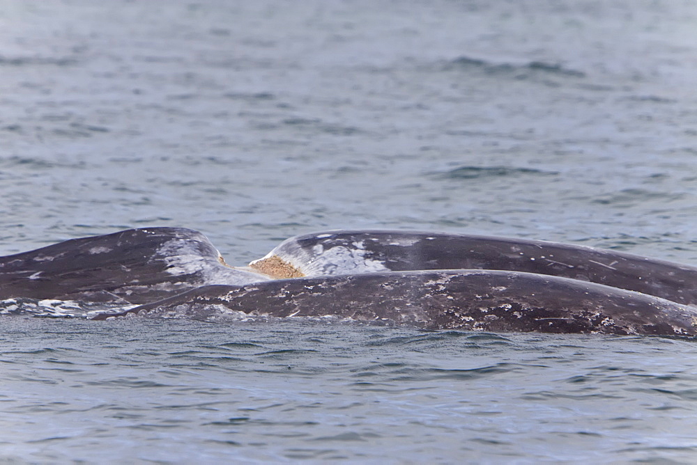 California Gray Whale (Eschrichtius robustus) with huge wound in San Ignacio Lagoon, Baja Peninsula, Baja California Sur, Mexico