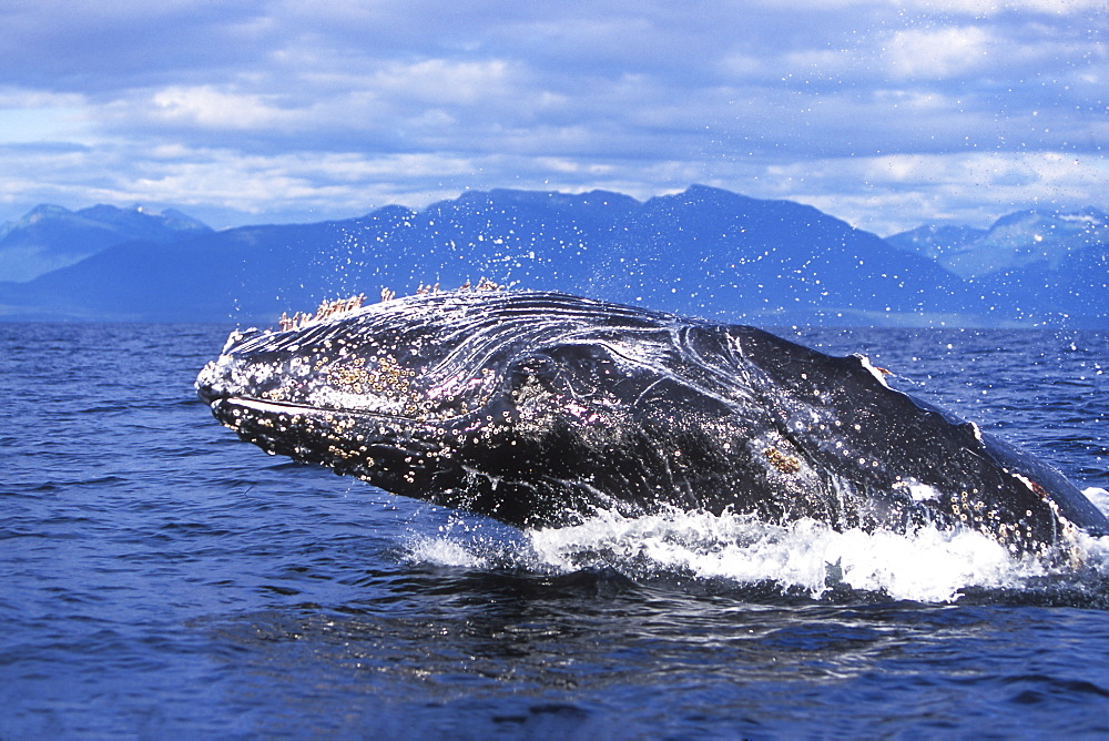 Humpback Whale (Megaptera novaeangliae) calf breaching off Chichagof Island, Chatham Strait, Southeast Alaska, USA. Pacific Ocean.