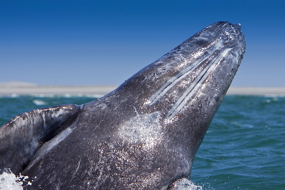 California Gray Whale (Eschrichtius robustus) calf breaching in San Ignacio Lagoon on the Pacific side of the Baja Peninsula, Baja California Sur, Mexico