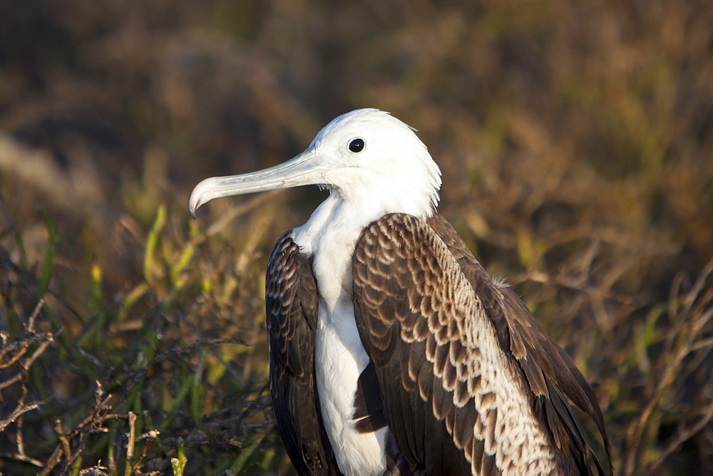 Juvenile great frigate bird (Fregata minor) with inflated gular on North Seymour Island in the Galapagos Island Group, Ecuador. Pacific Ocean