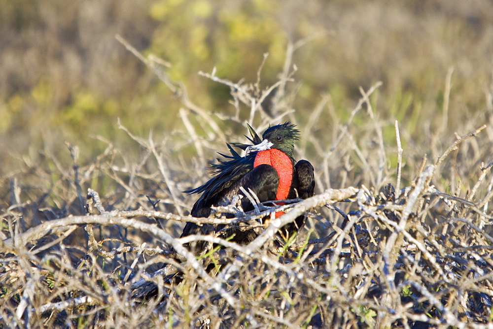 Adult male great frigate bird (Fregata minor) with inflated gular on North Seymour Island in the Galapagos Island Group, Ecuador