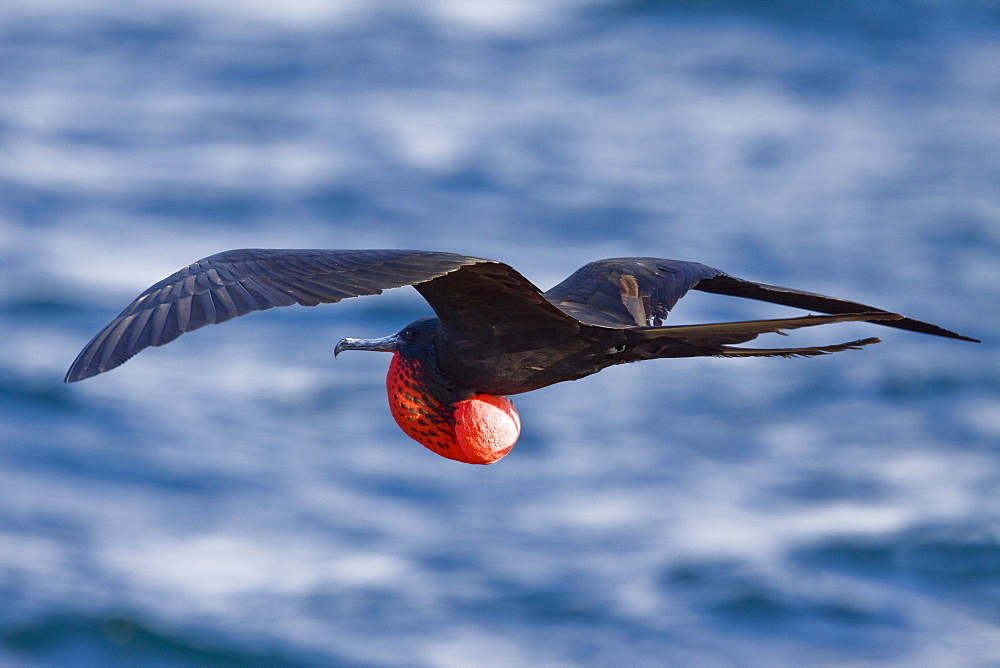 Adult male great frigate bird (Fregata minor) with inflated gular on North Seymour Island in the Galapagos Island Group, Ecuador