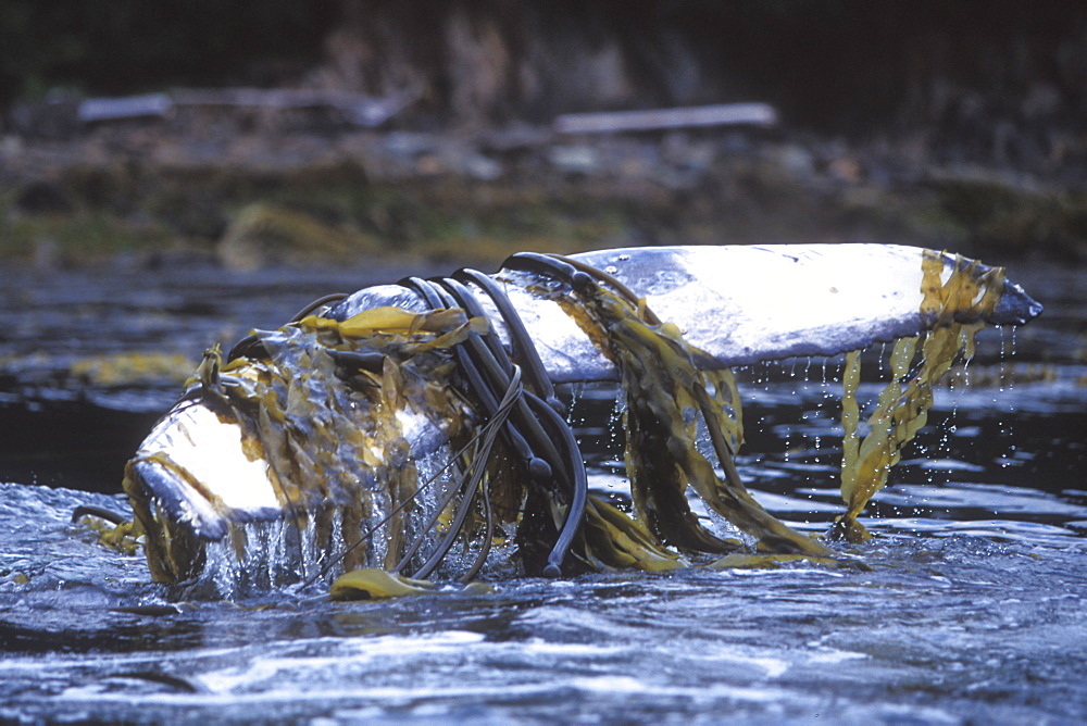 Humpback Whale (Megaptera novaeangliae) calf playing and rubbing with kelp wrapped around its flukes off Admiralty Island, Chatham Strait, Southeast Alaska, USA