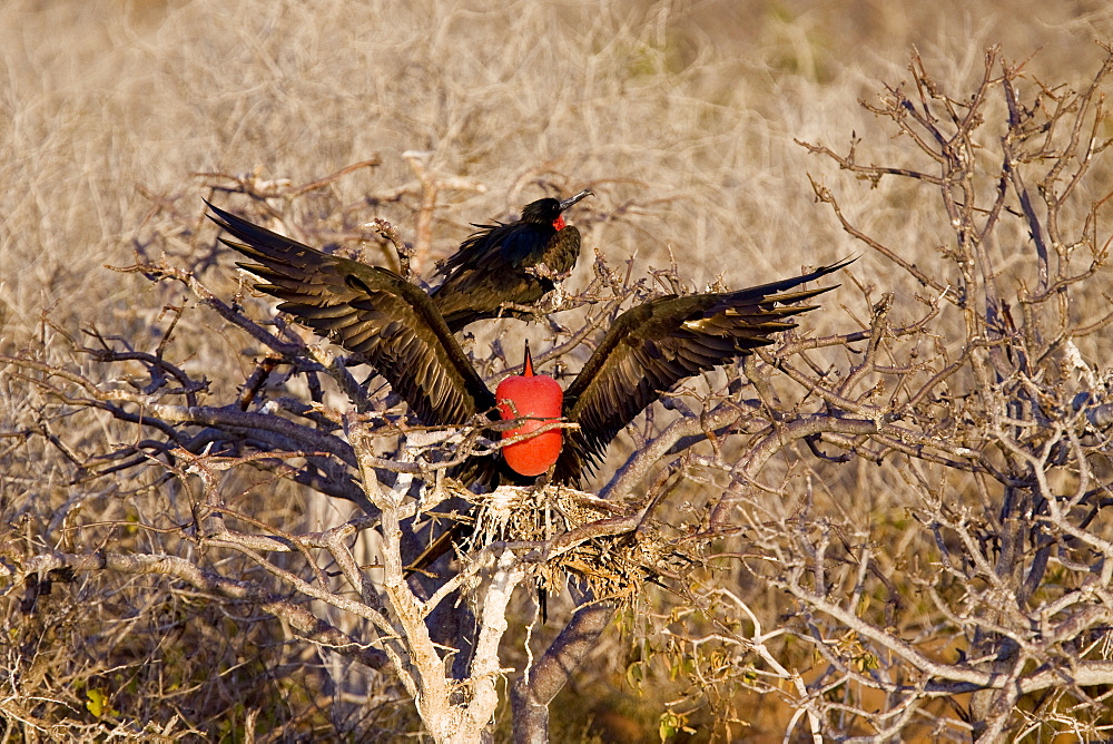 Adult male great frigate bird (Fregata minor) with inflated gular on North Seymour Island in the Galapagos Island Group, Ecuador