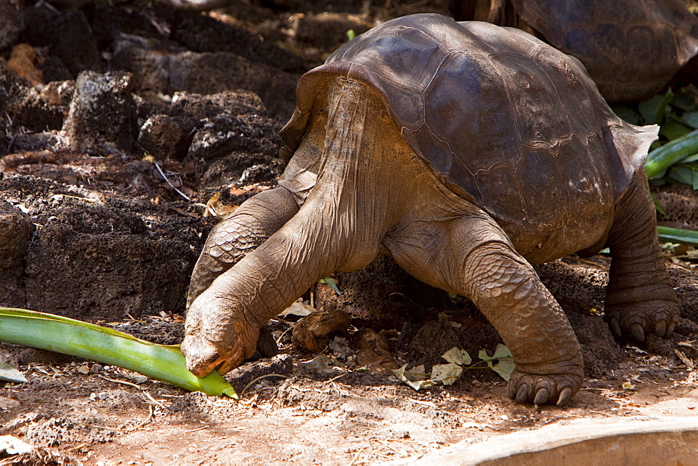 Captive Galapagos giant tortoise (Geochelone elephantopus) being fed at the Charles Darwin Research Station on Santa Cruz Island in the Galapagos Island Archipelago, Ecuador